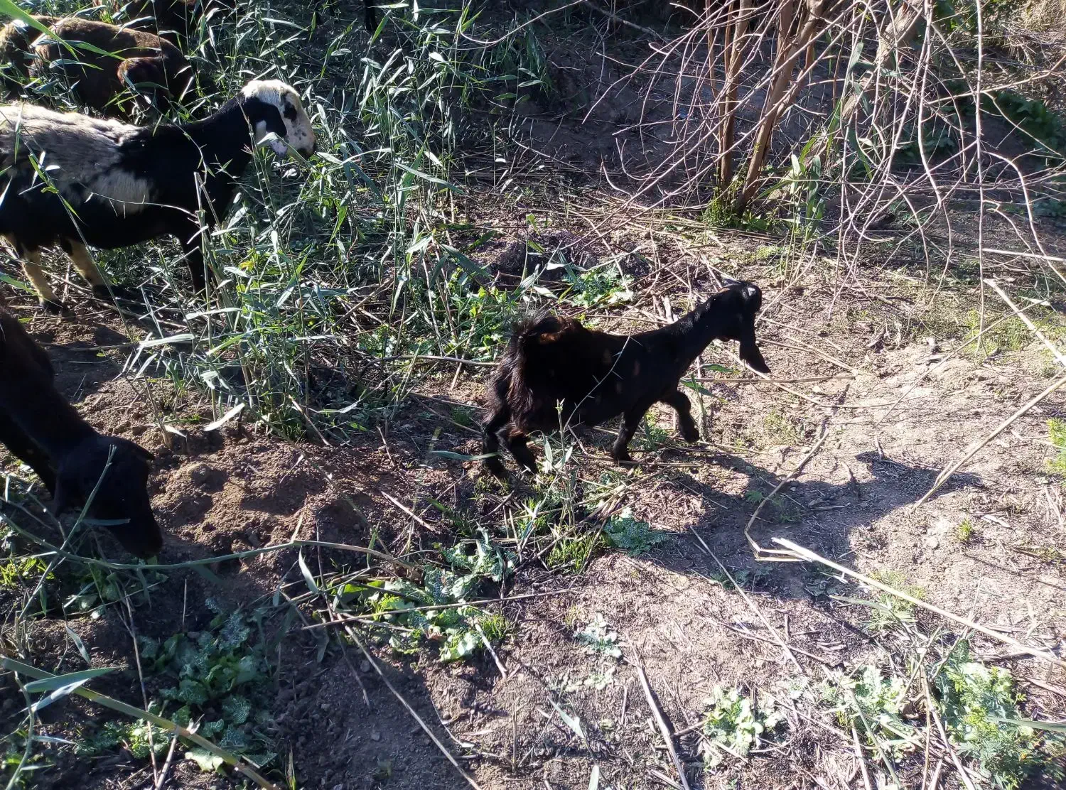 بزغاله|حیوانات مزرعه|گنبد کاووس, |دیوار