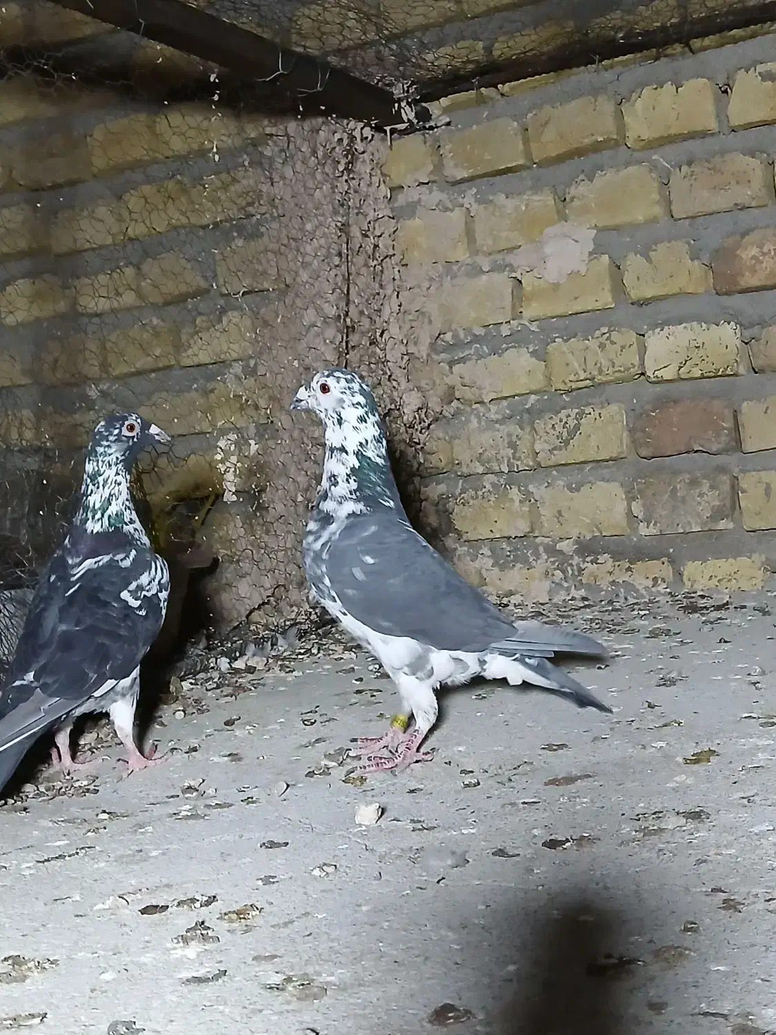 طوقی رنگی، سرور، ریش|پرنده|یزد, |دیوار