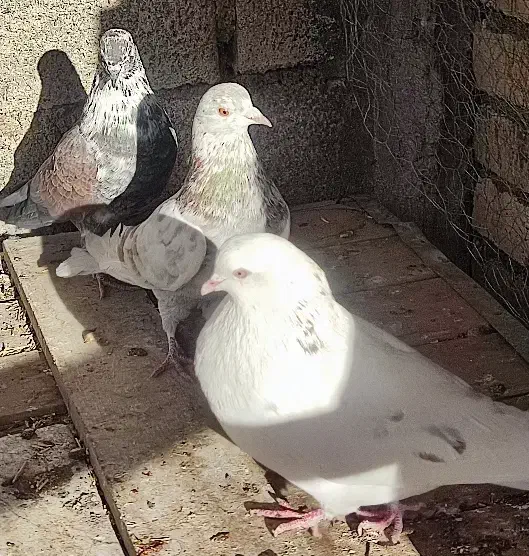 فروشی|پرنده|قره کهریز, |دیوار