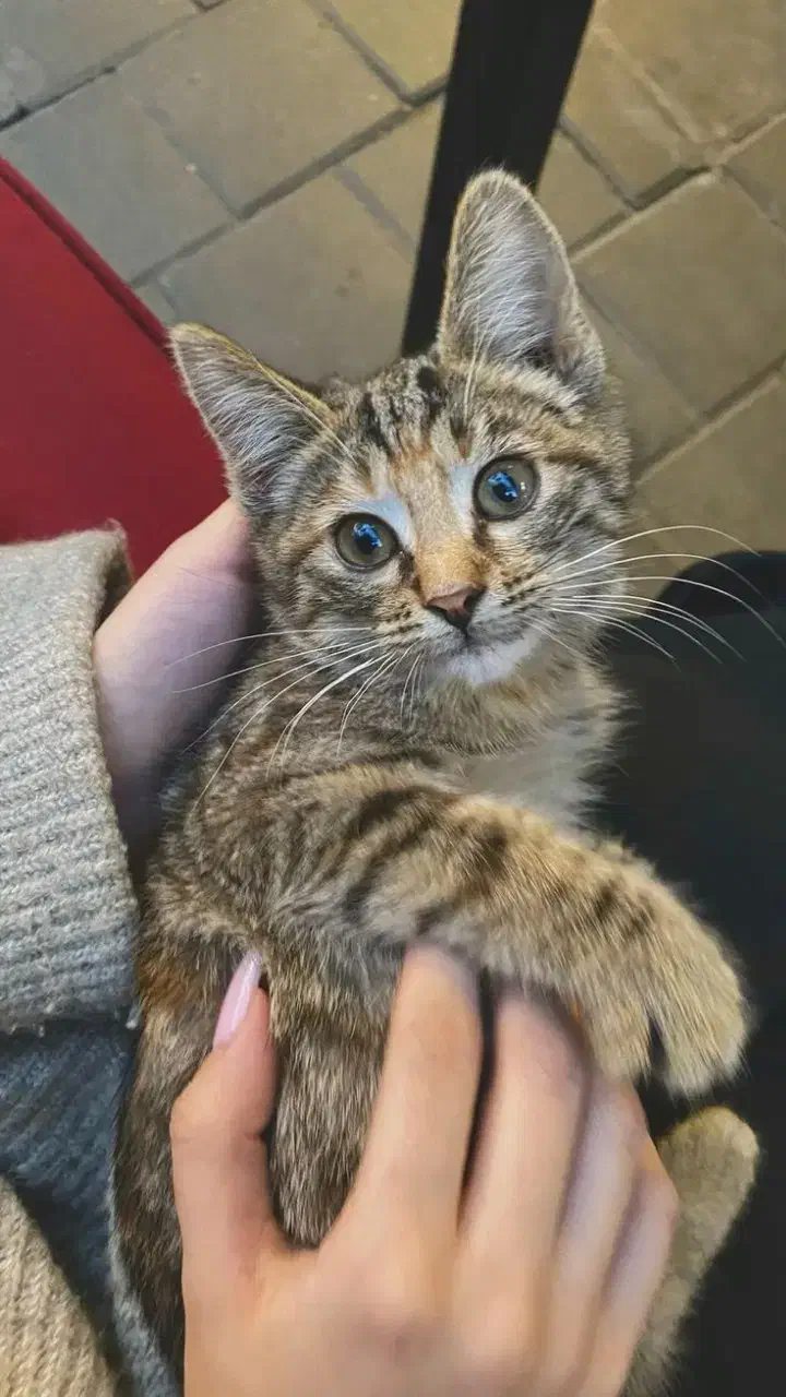 گربه|فعالیت داوطلبانه|گلپایگان, |دیوار