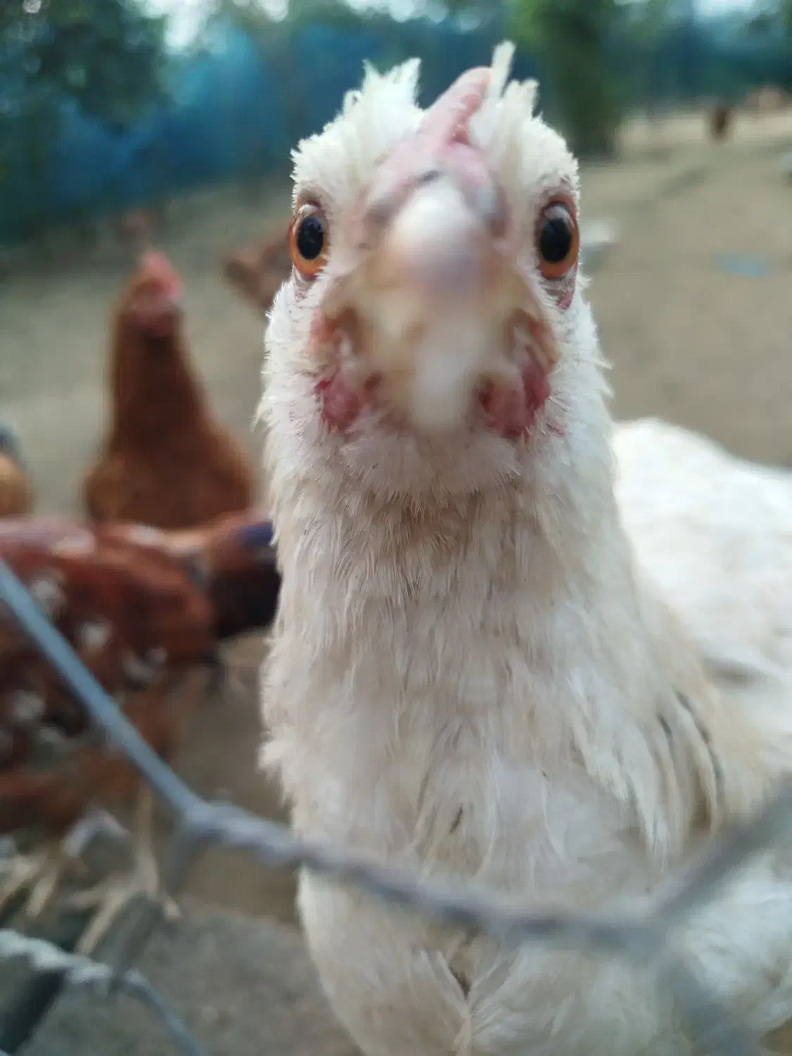 مرغ و خروس گلپایگان ۷ماهه و جوجه۳ماهه|حیوانات مزرعه|رودسر, |دیوار