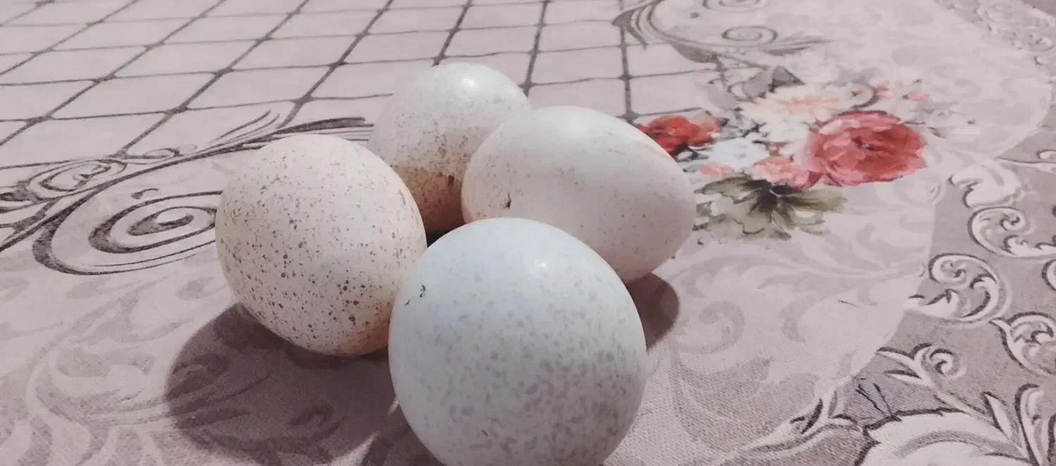 تخم بوقلمون|حیوانات مزرعه|شیروان (لرستان), |دیوار