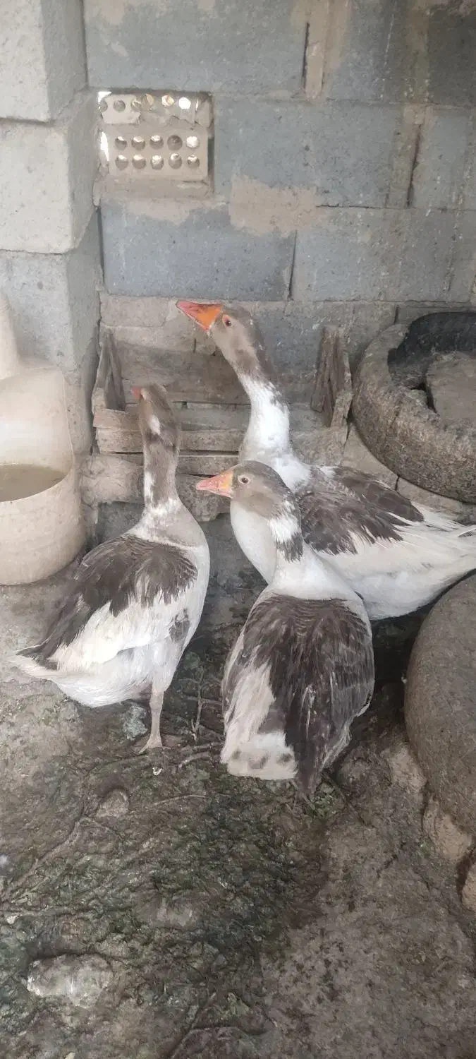 فروش غازبالغ|حیوانات مزرعه|شاهرود, |دیوار