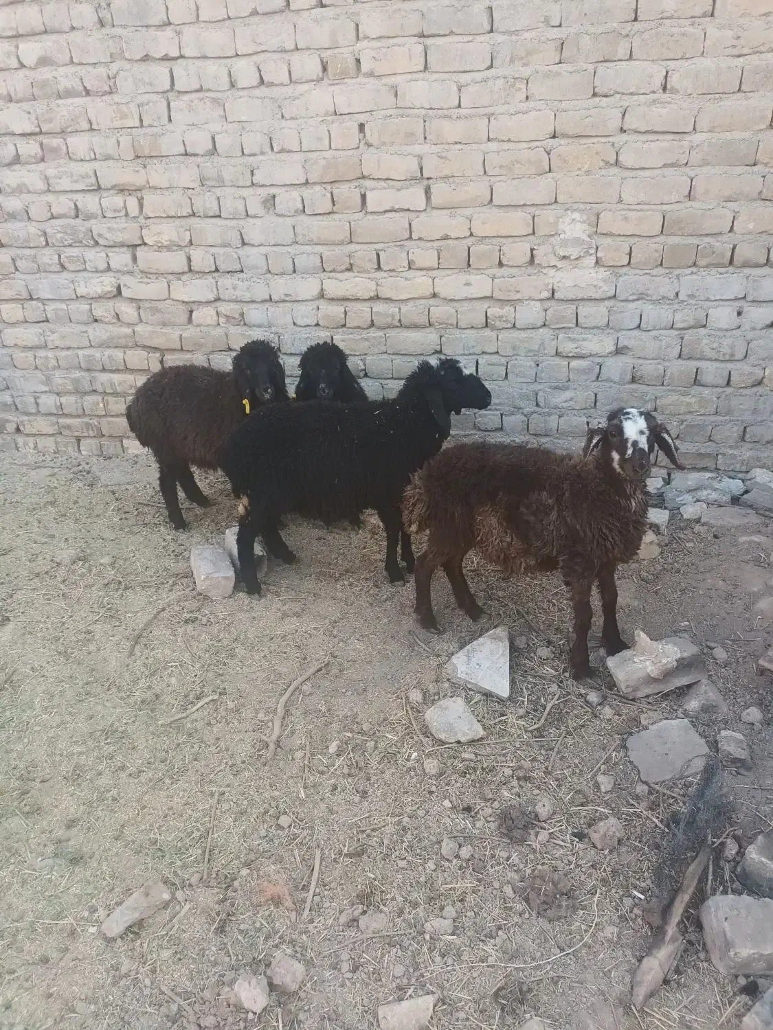 برع|حیوانات مزرعه|ساوه, |دیوار