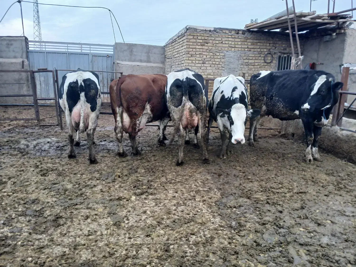 گاو شیری|حیوانات مزرعه|بشاریات, |دیوار