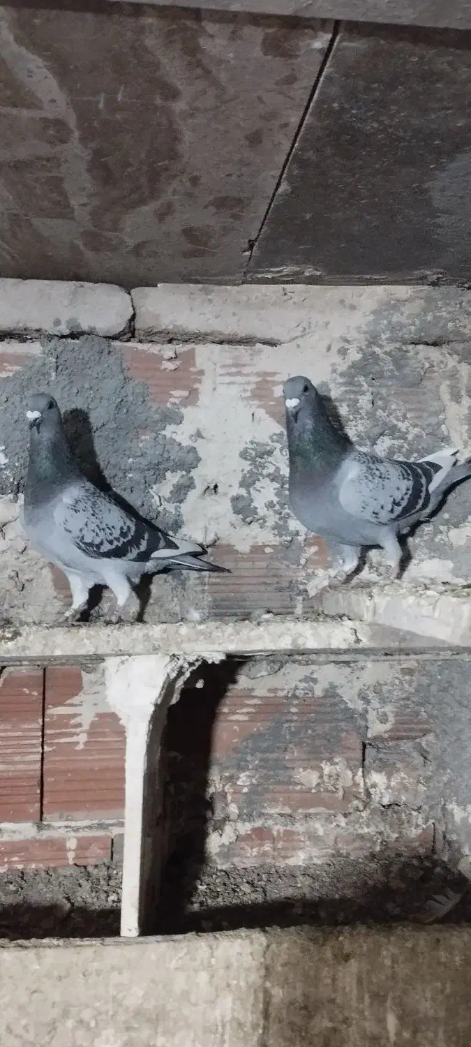 سه جفت کبوتر دوبر|پرنده|اردبیل, |دیوار