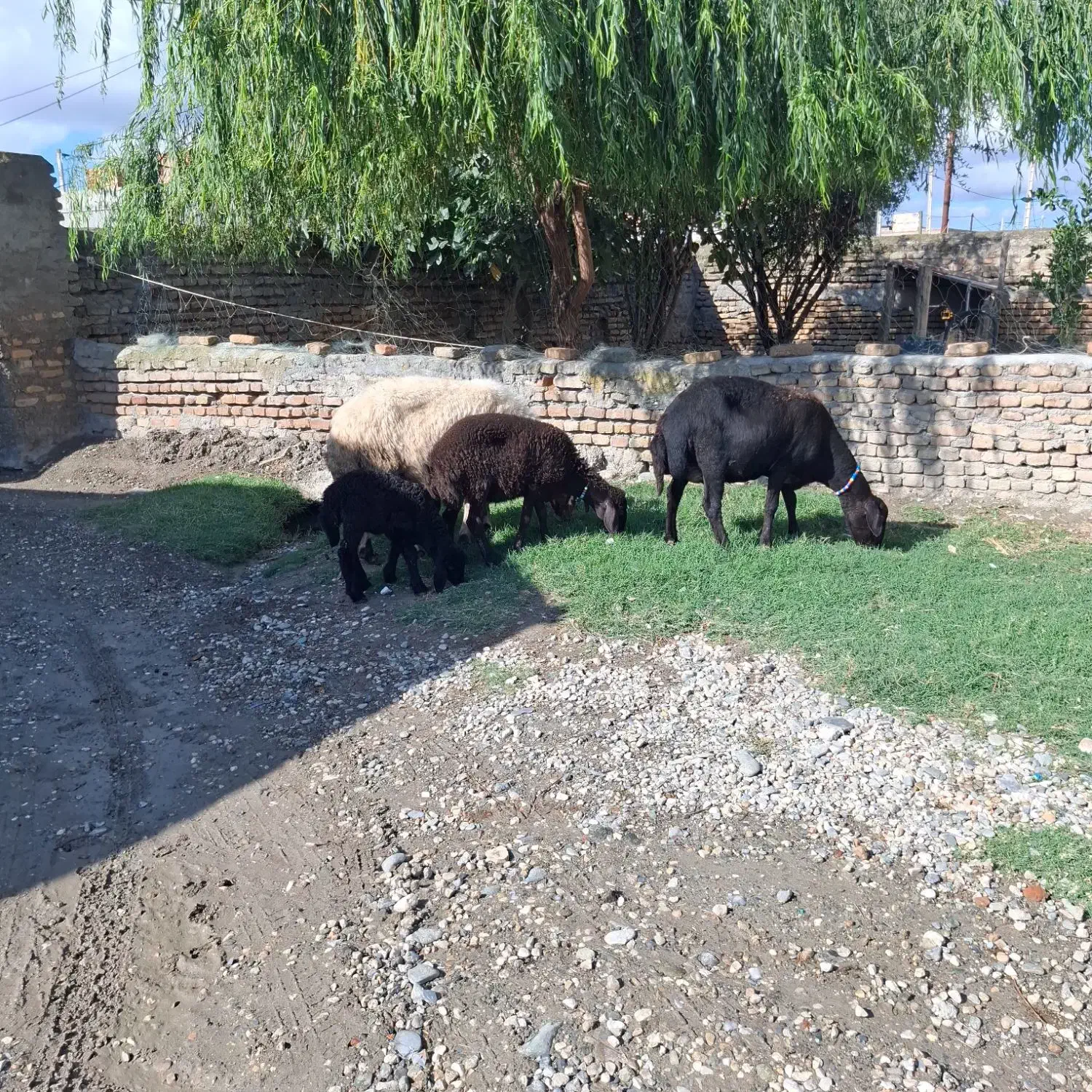 4راس گوسفند بره دار جوان افشاراصل 7راس گوسفند|حیوانات مزرعه|سیجوال, |دیوار