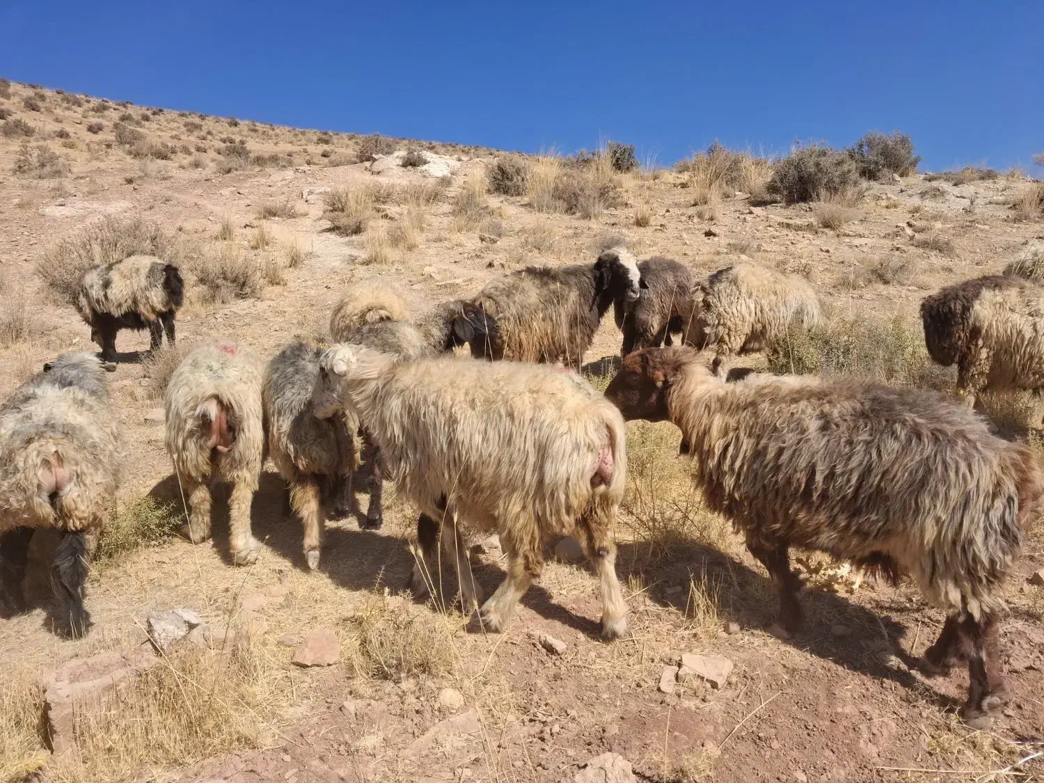 شیشک و میش|حیوانات مزرعه|شیراز, احمدآباد|دیوار