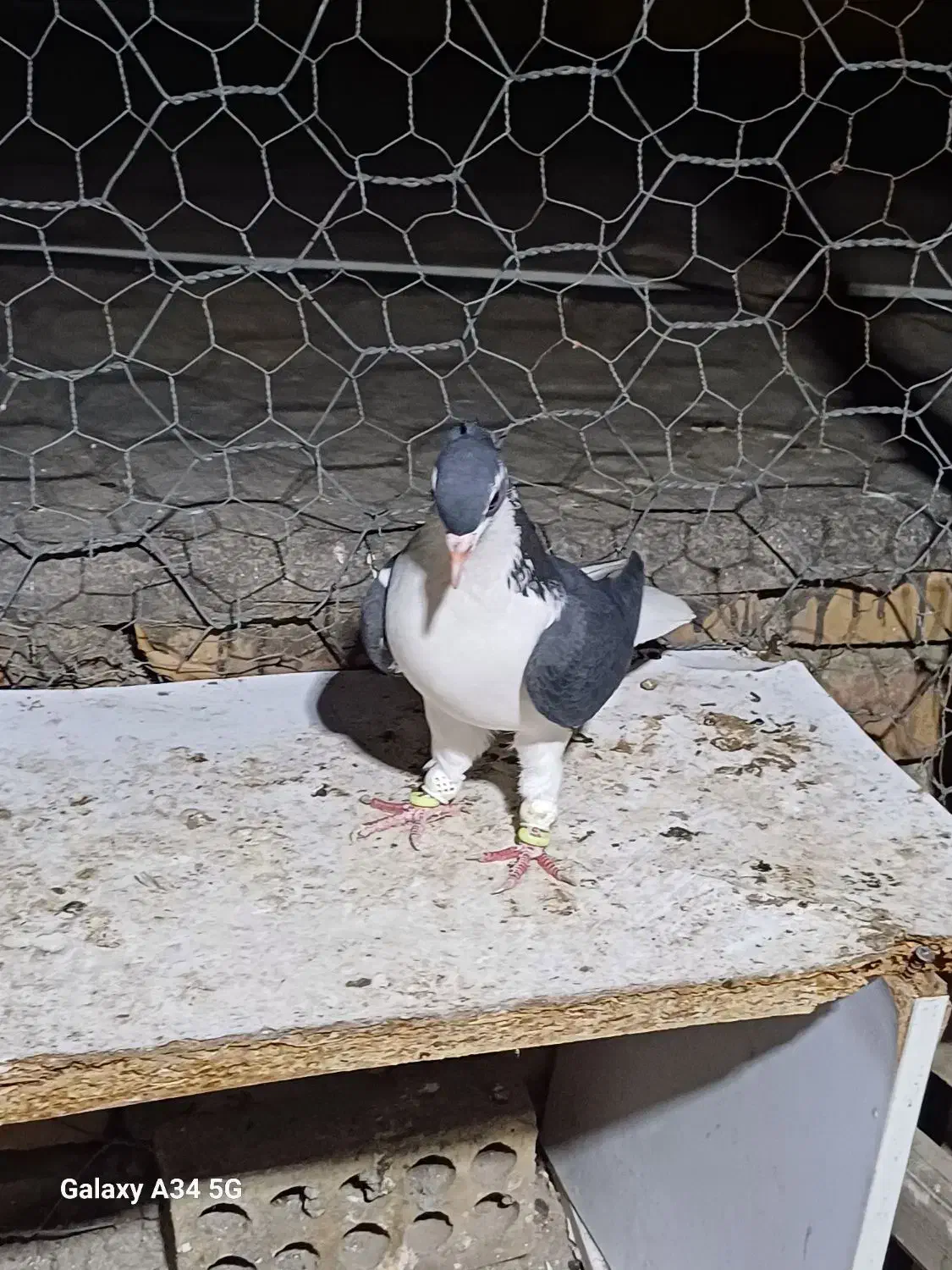 ساده سیاه‌ کاکلی|پرنده|گنبد کاووس, |دیوار