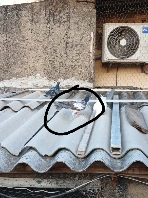 کبوتر گم شده|پرنده|گرگان, |دیوار