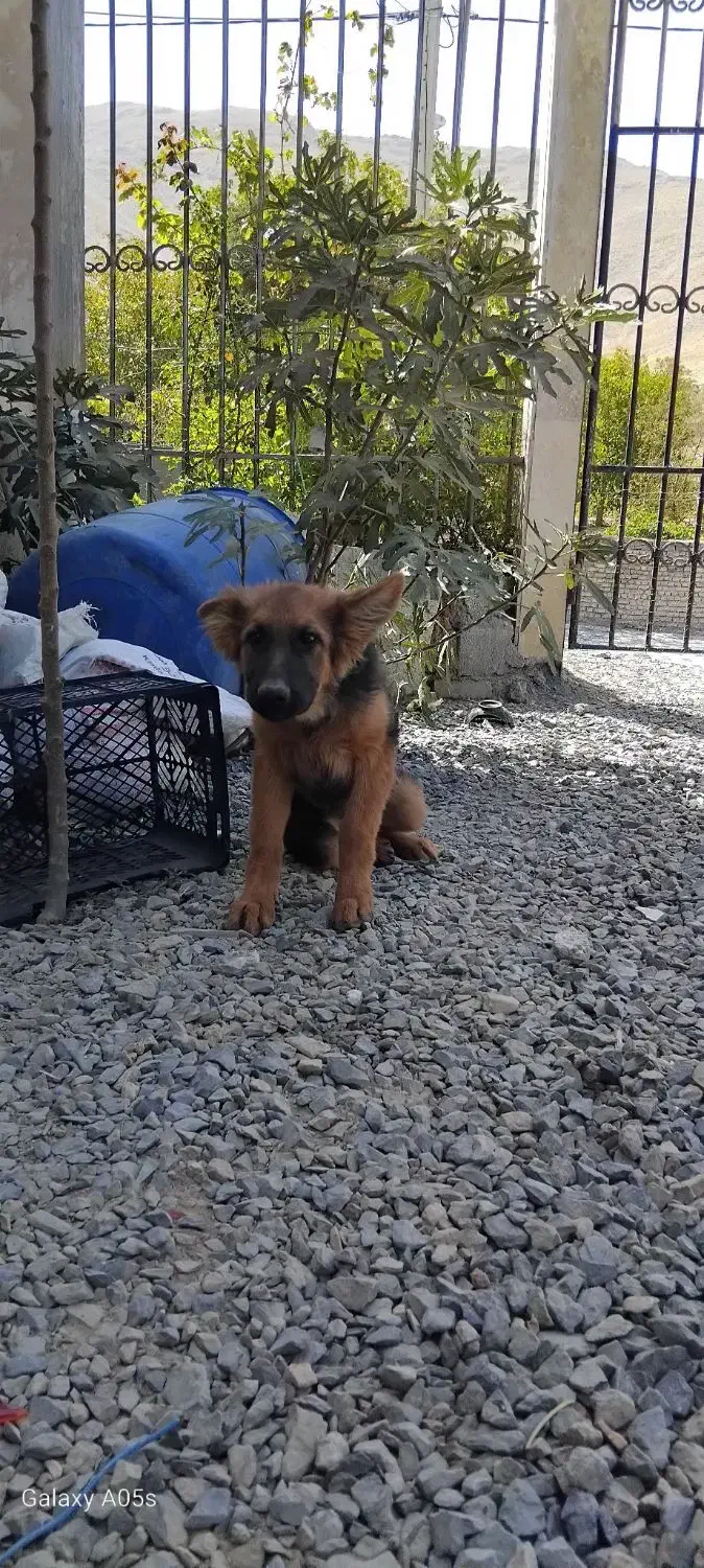 گمشده شگ ژمن|حیوانات|اراک, |دیوار