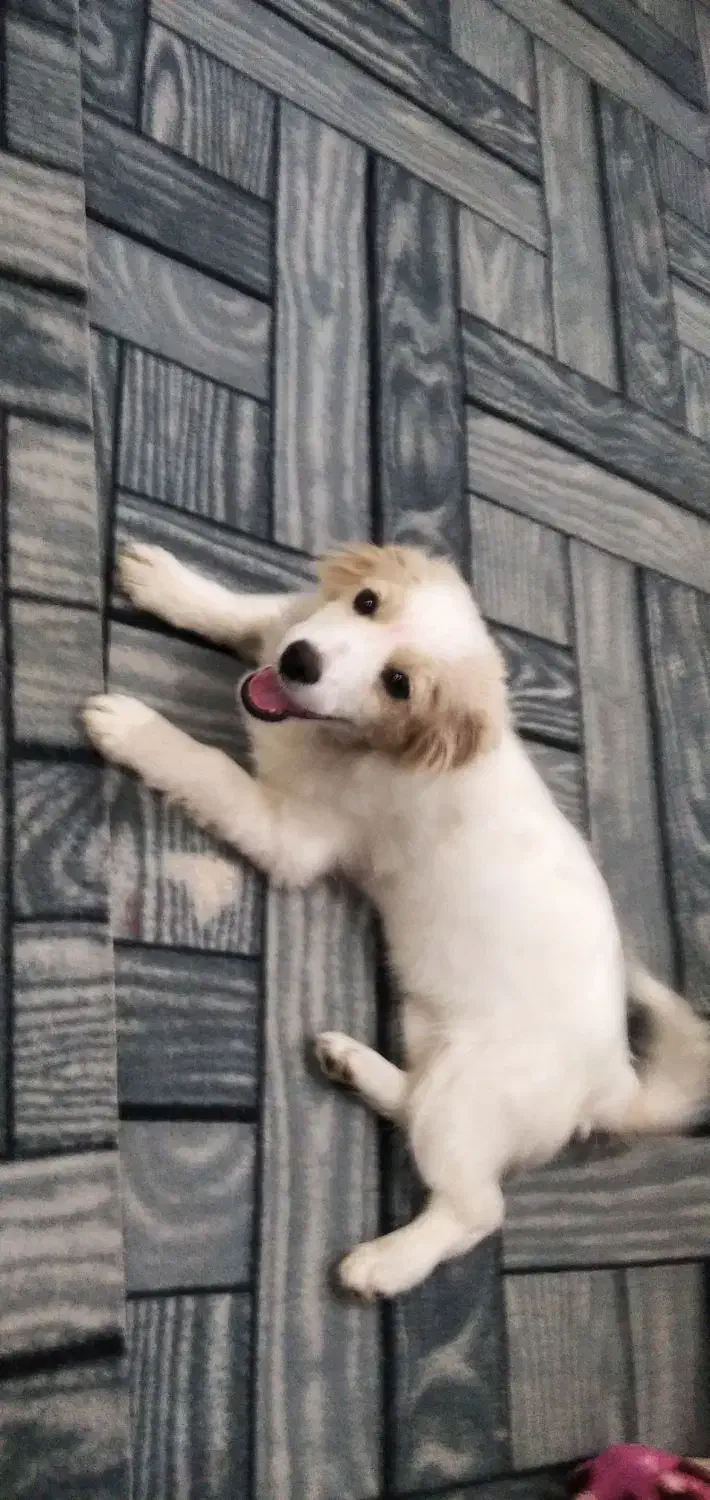 توله سگ|سگ|کاشان, مفتح|دیوار