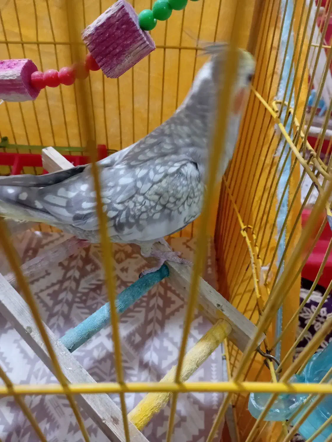 عروس هلندی|پرنده|دیلمان, |دیوار