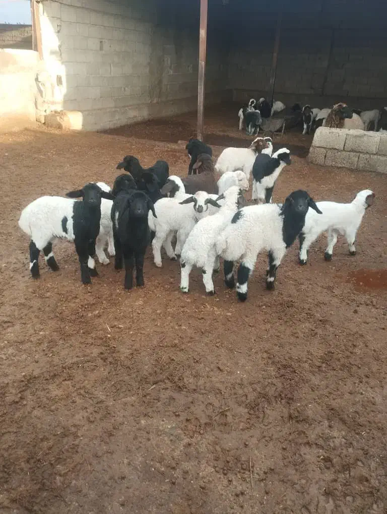 گوسفند داشتی جوان|حیوانات مزرعه|کوهدشت, |دیوار