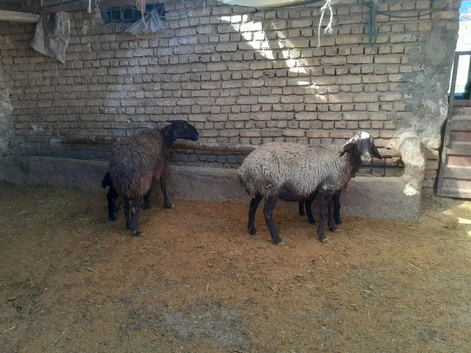 میش و بره|حیوانات مزرعه|بشاریات, |دیوار