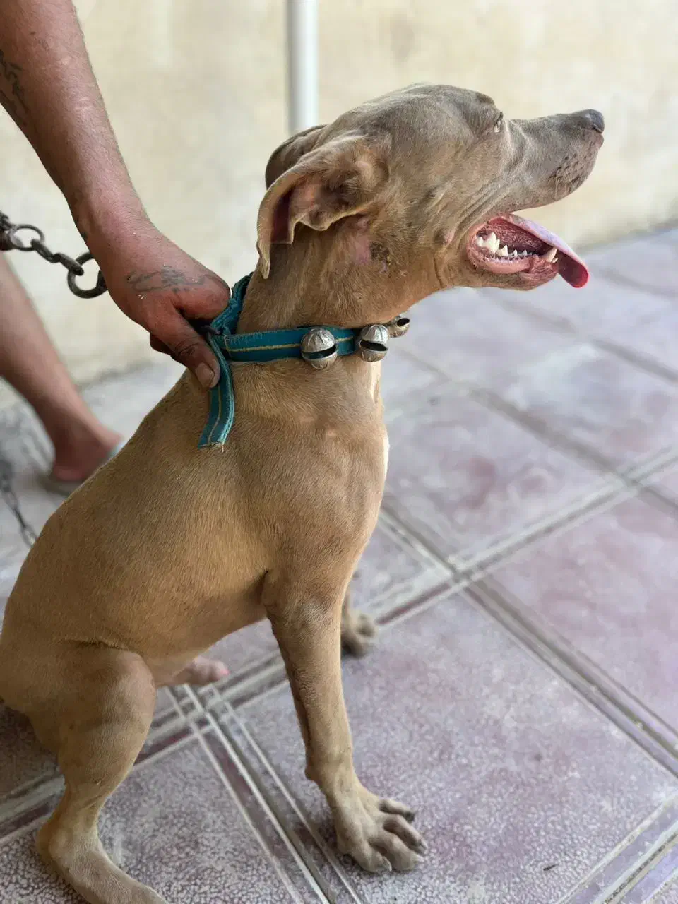 سگ امریکن|سگ|اهواز, کیانپارس |دیوار