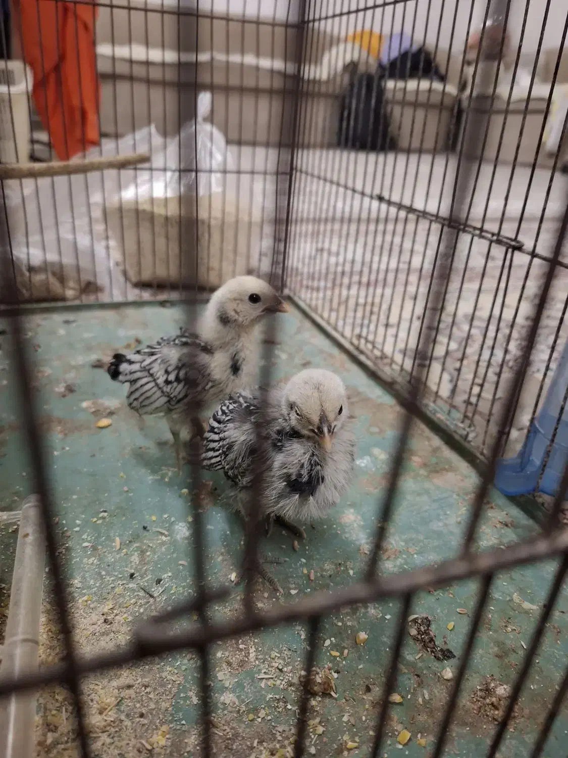 دو عدد جوجه مینیاتوری سبرایت|حیوانات مزرعه|اردکان, |دیوار