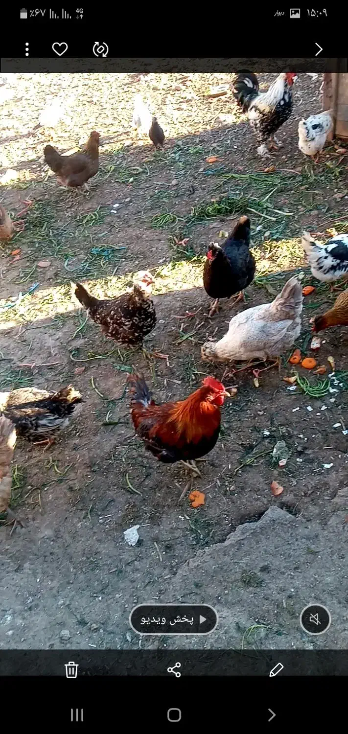 خروس گلین|حیوانات مزرعه|فرخ‌شهر, |دیوار