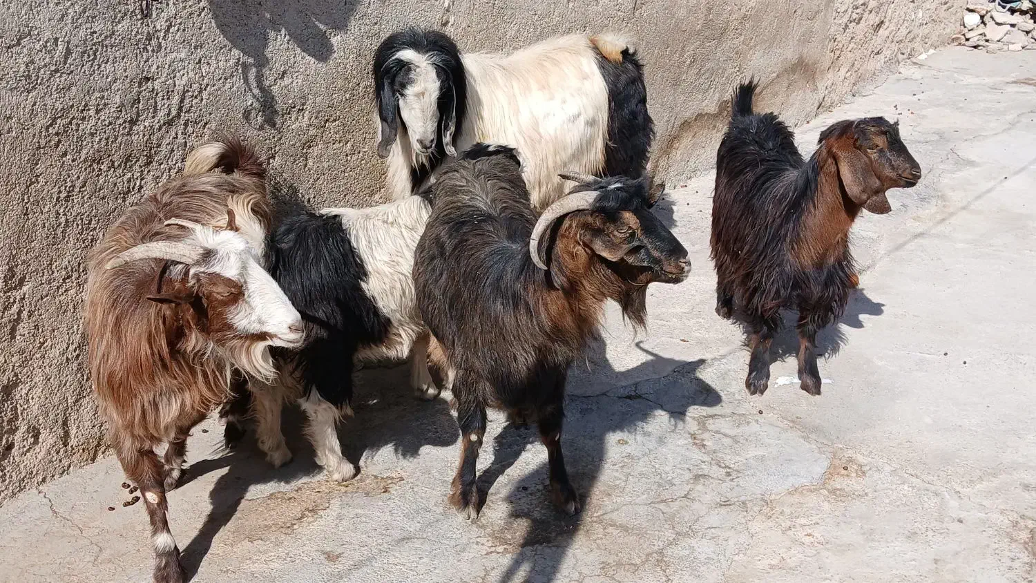 بز بزغاله بز ماده ساورین|حیوانات مزرعه|دالاهو, |دیوار