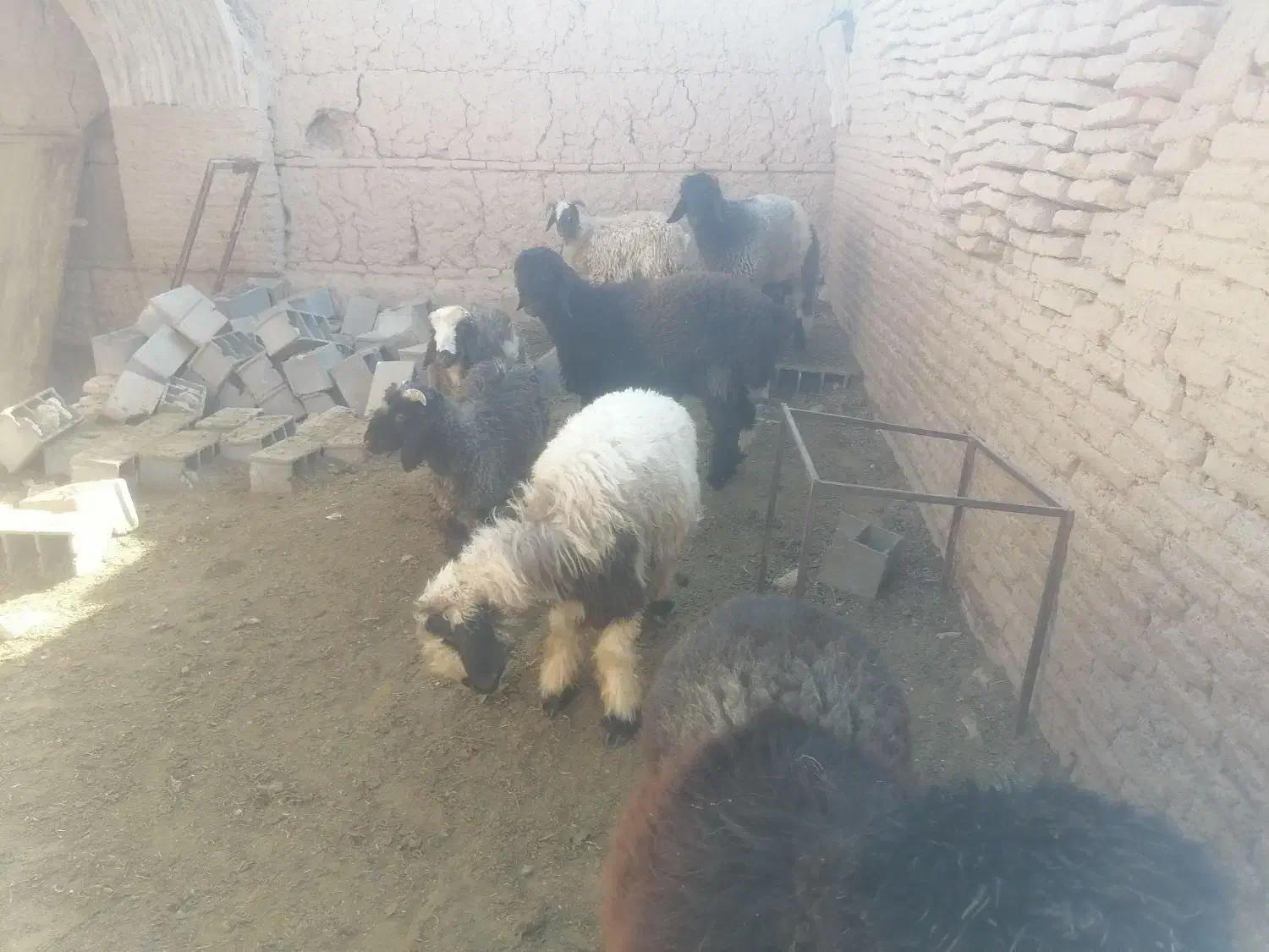 بره نر کشتاری|حیوانات مزرعه|جرقویه, |دیوار