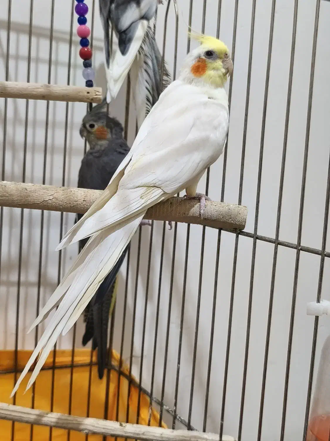 عروس هلندی|پرنده|خلخال, |دیوار