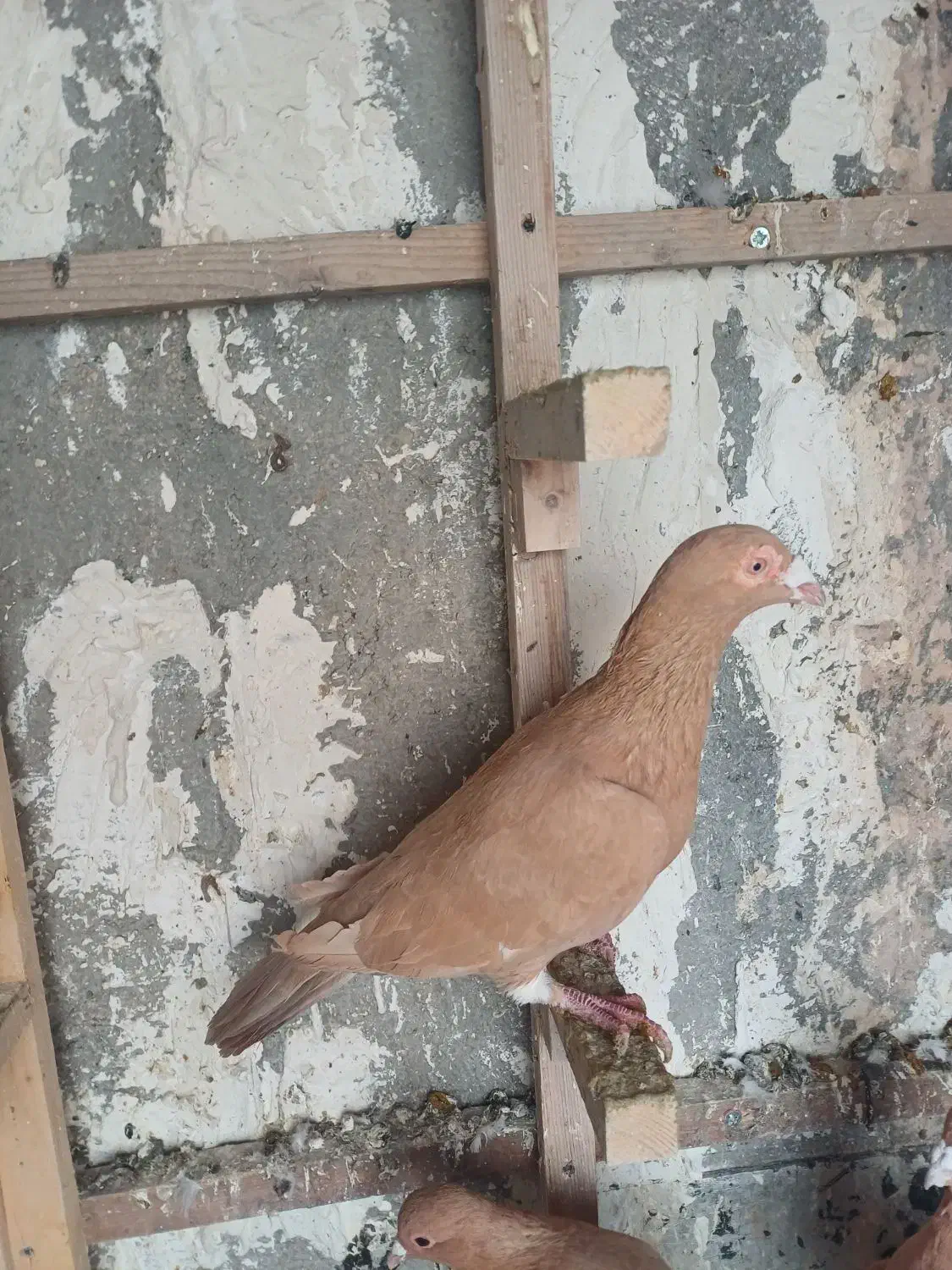 کبوتر ماده|پرنده|بجنورد, |دیوار