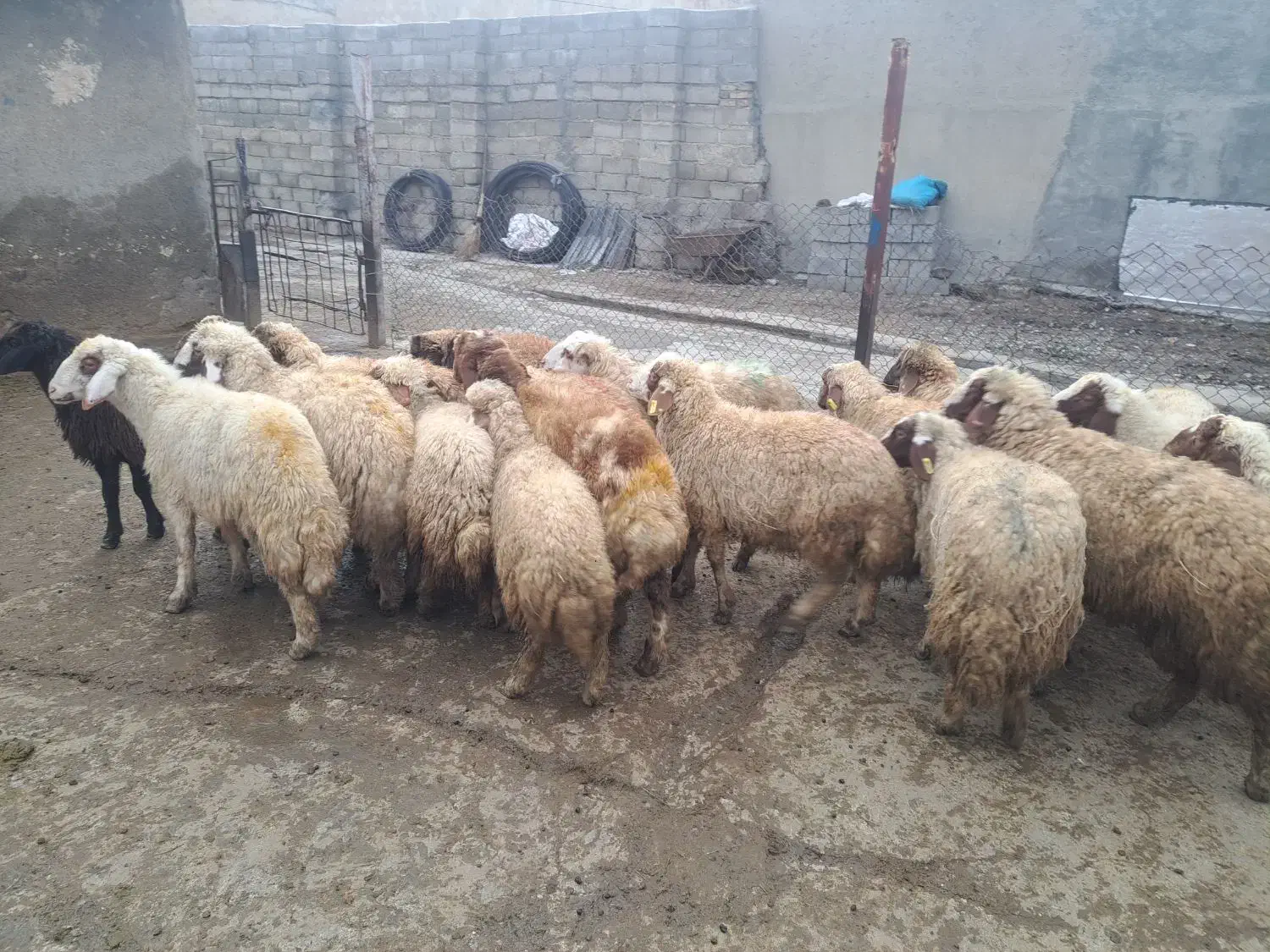 بره نر پوشی|حیوانات مزرعه|کرمانشاه, |دیوار