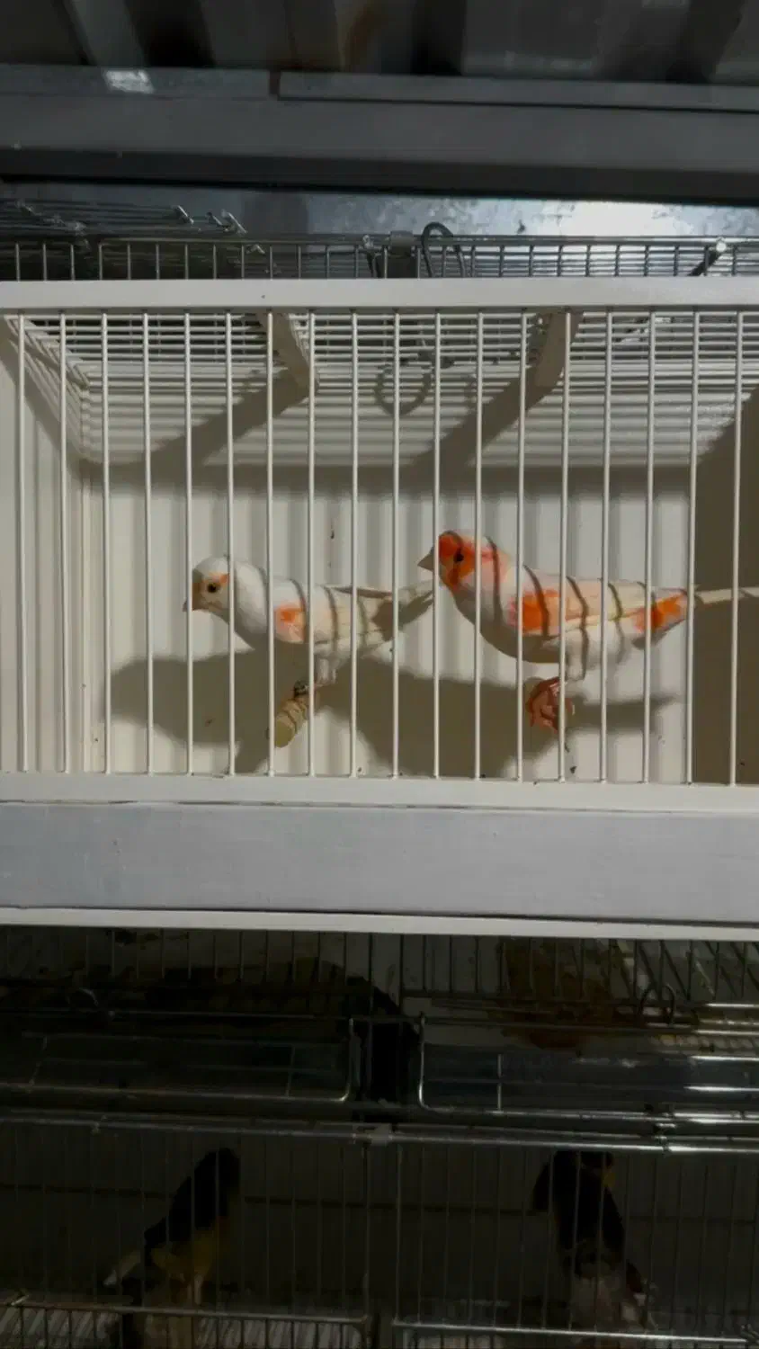 قناری2025|پرنده|نسیمشهر, |دیوار