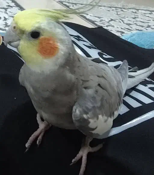 عروس هلندی گمشده|پرنده|خمینی‌شهر, |دیوار