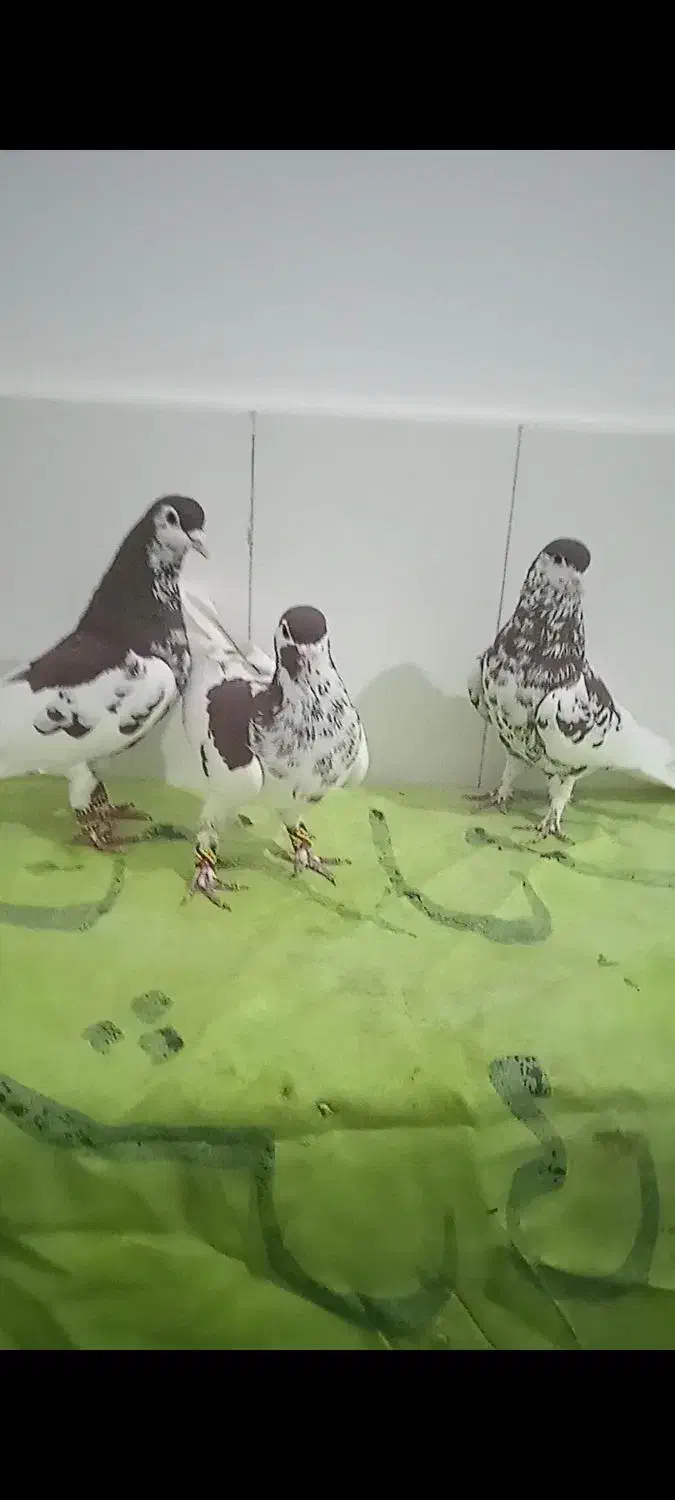 کبوتر|پرنده|داراب, |دیوار