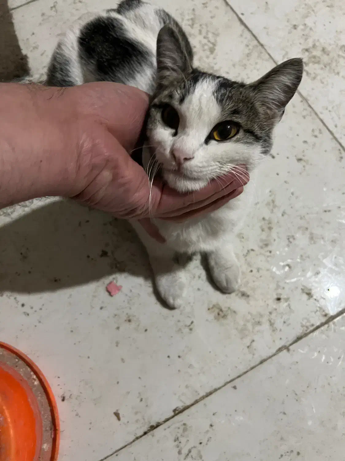 گربه خانگی|گربه|گرگان, |دیوار