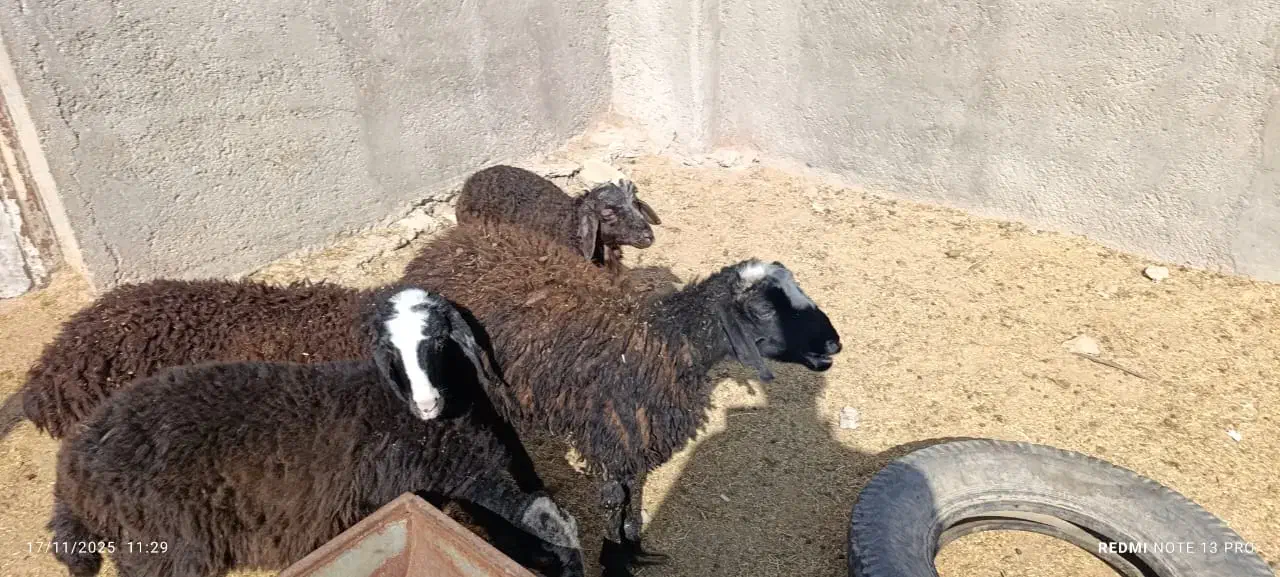 4راس بره نر تمیز سبک وزن|حیوانات مزرعه|کرج, شهرک شهرداری|دیوار