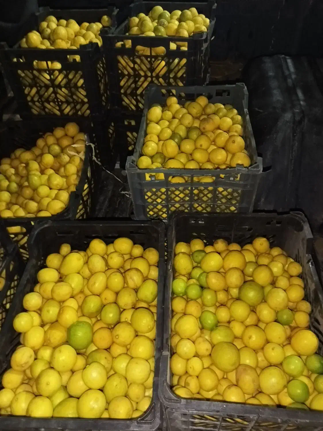 لیمو تازه و آبدار کیلو ۱85|حراج|کوهدشت, |دیوار