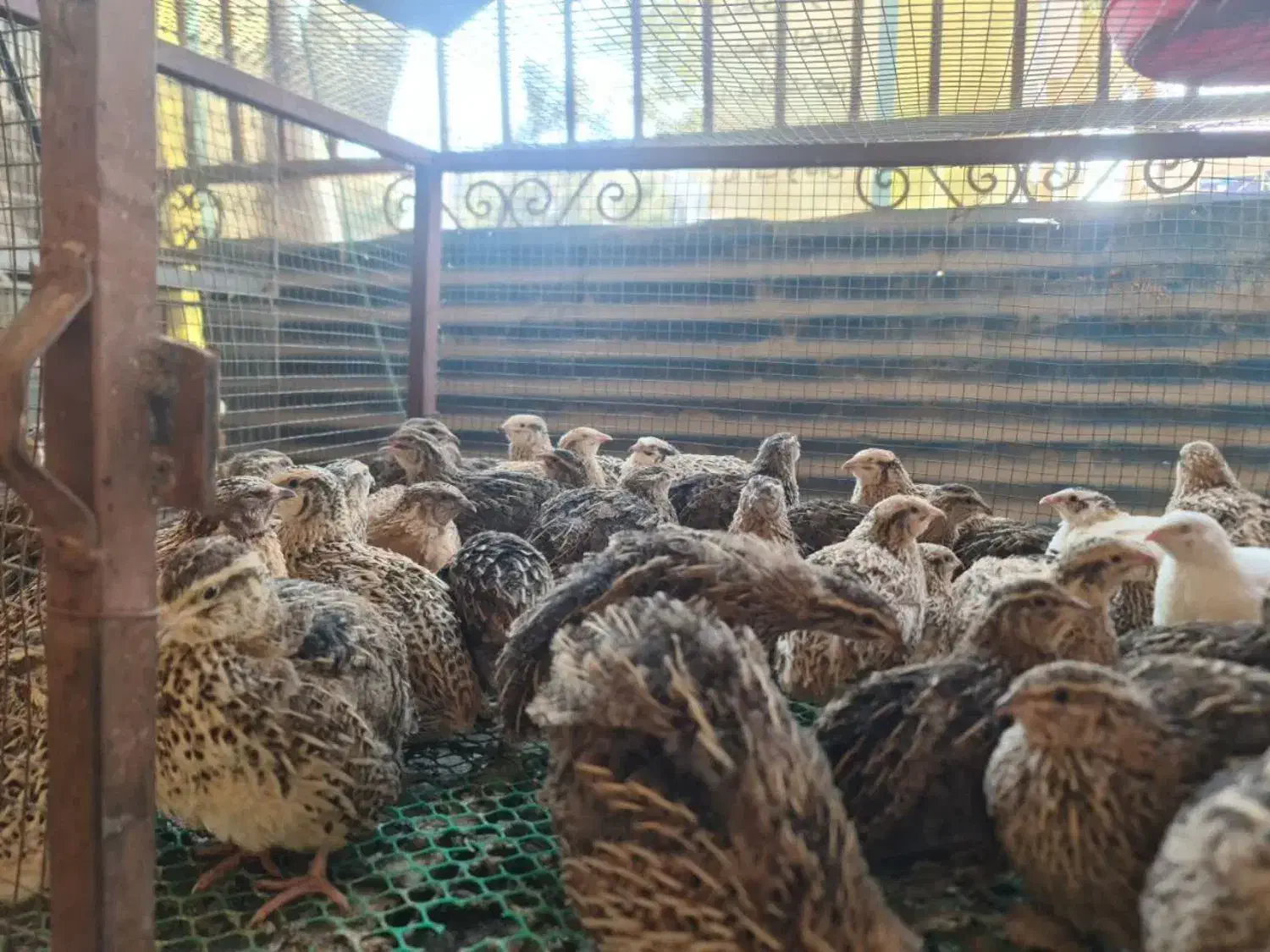 بلدرچین تخمگذار موجود شد|حیوانات مزرعه|اردکان, |دیوار