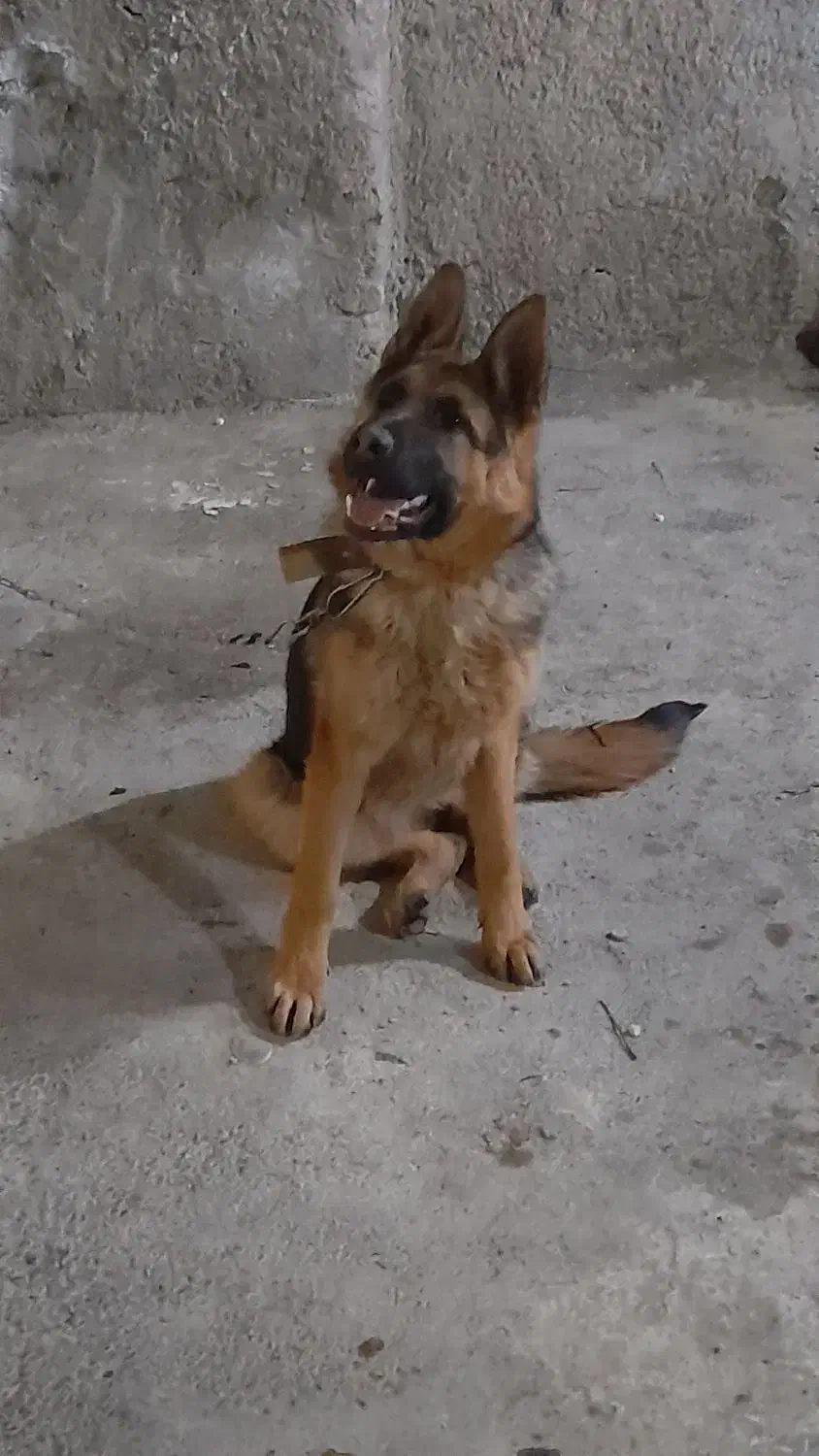 ژرمن ورک اصیل|سگ|محمدشهر, ولدآباد|دیوار