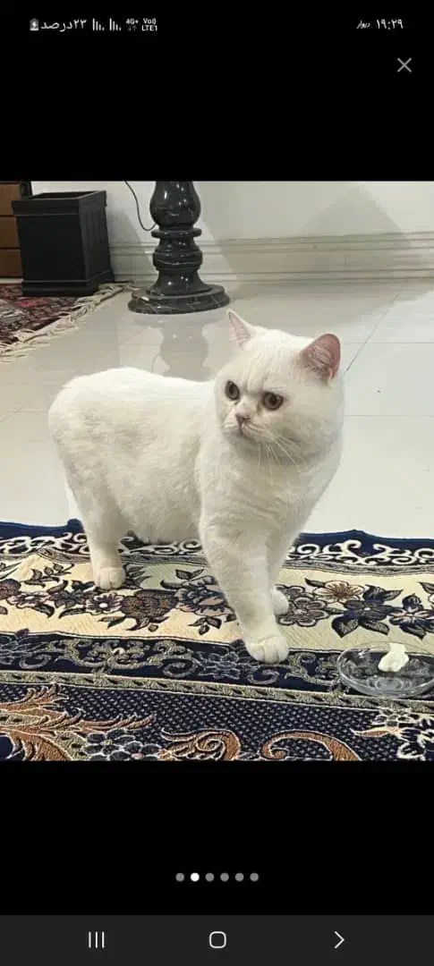 جفت گیری اسکاتیش نر|گربه|ساوه, |دیوار