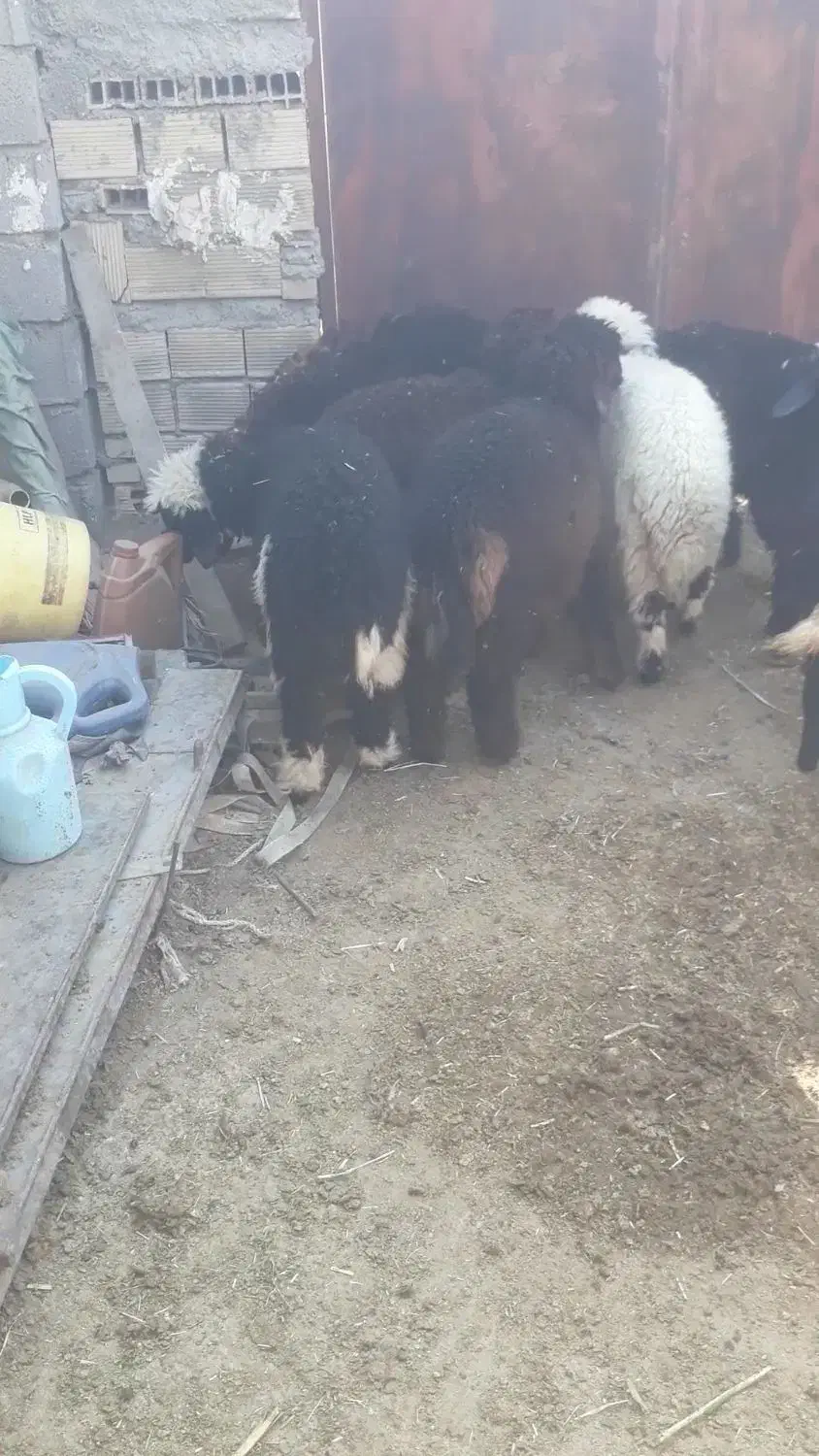 ۶ راس بره ماده چاق برای داشت ودامداری درسربندر|حیوانات مزرعه|بندر ماهشهر, |دیوار