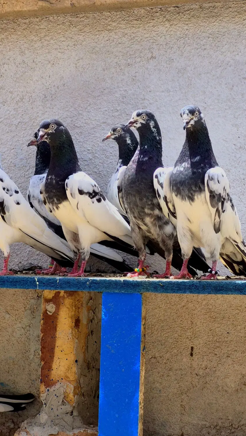 تیدی|پرنده|زابل, |دیوار