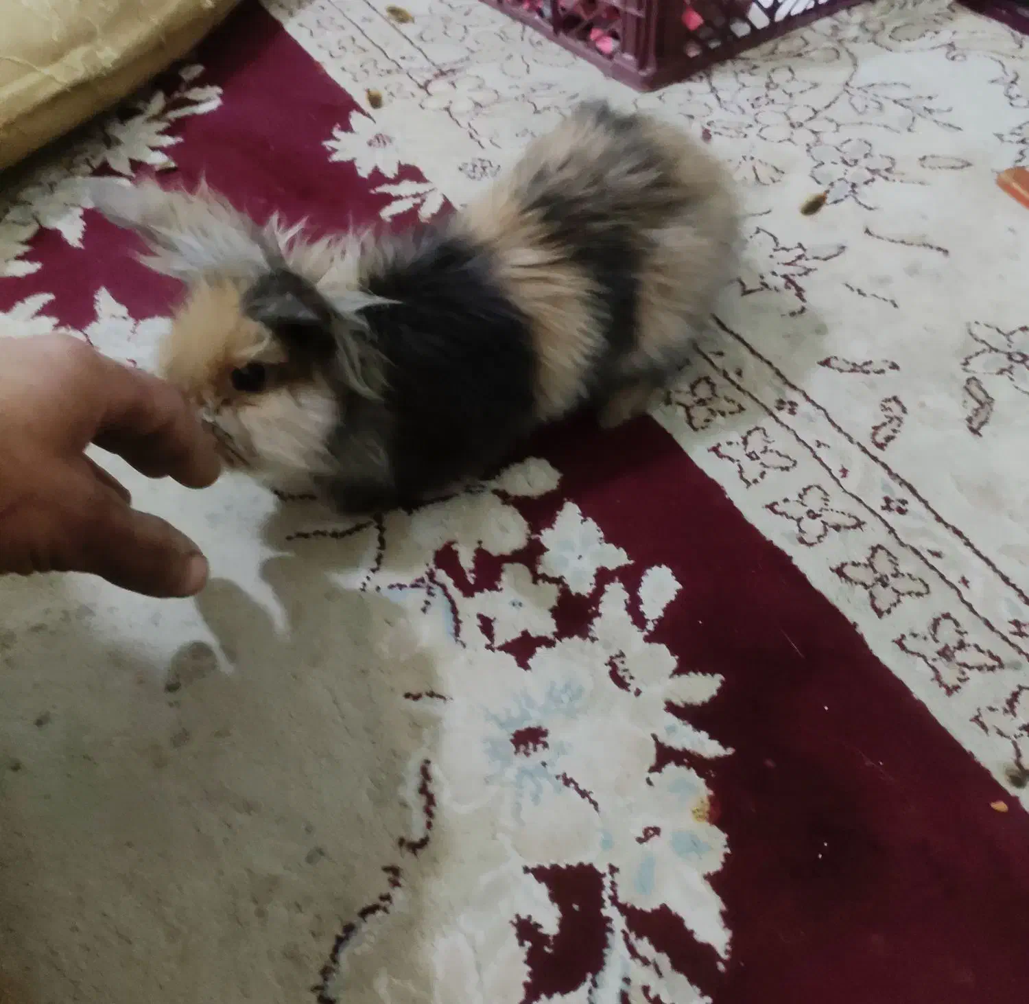 واگذاری خرگوش|موش و خرگوش|نجف‌آباد, صالح آباد|دیوار