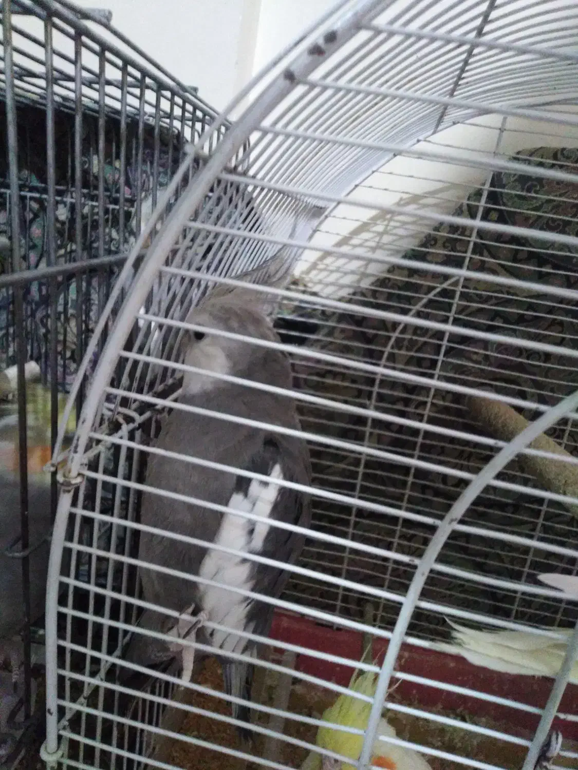 عروس|پرنده|ساوه, |دیوار