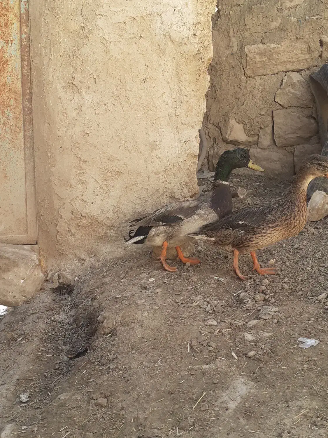 اردک کله سبز اصل کوهی|حیوانات مزرعه|کوهدشت, |دیوار