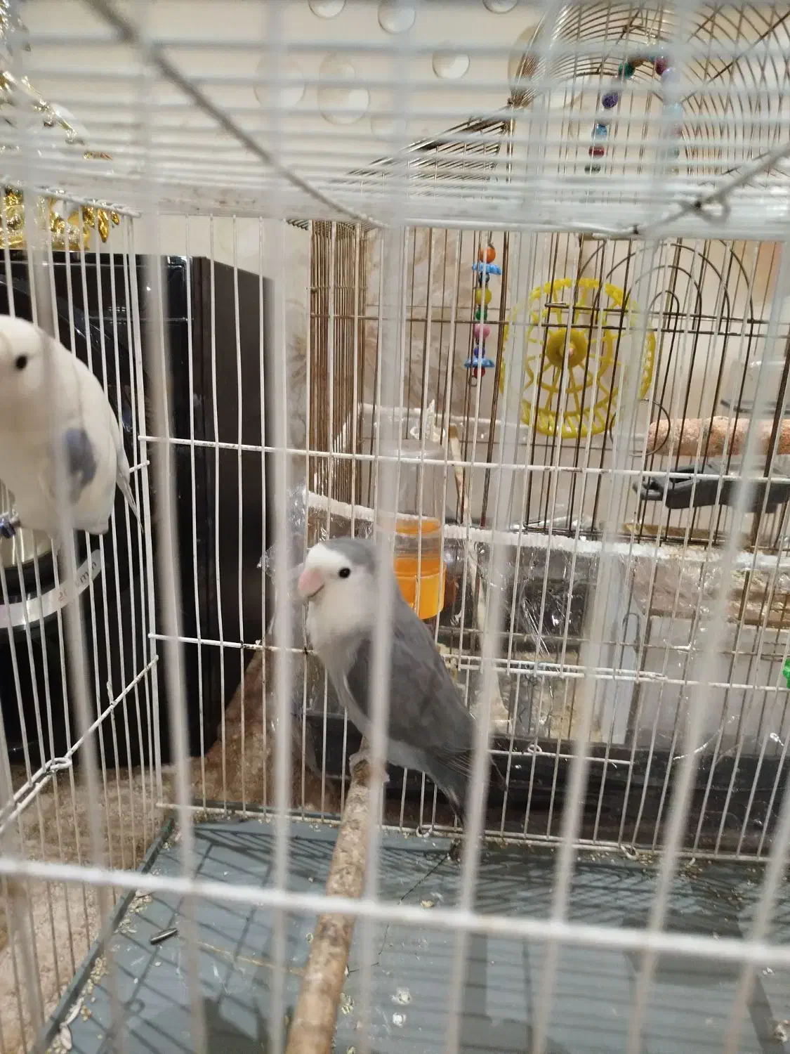 جفت کوتوله برزیلی|پرنده|مشهد, کارمندان دوم|دیوار