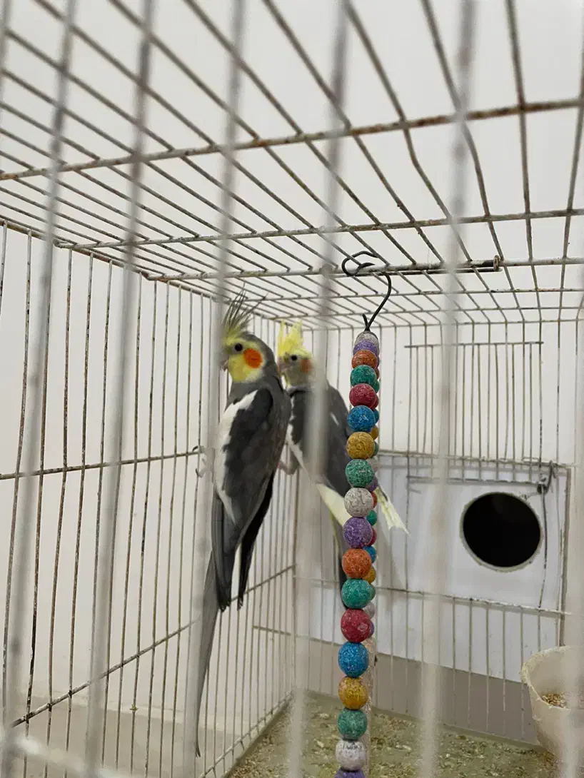 عروس هلندی|پرنده|تربتحیدریه, شهدا|دیوار