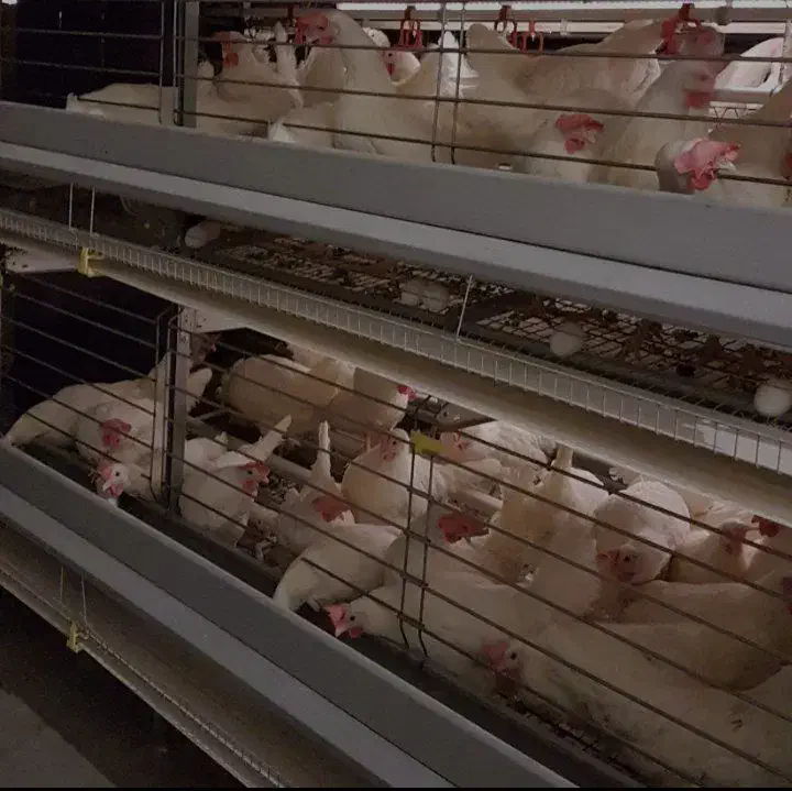 مرغ سفید انگلیسی تخمگزار و قربانی|حیوانات مزرعه|تهران, شهرک ولیعصر شمالی|دیوار