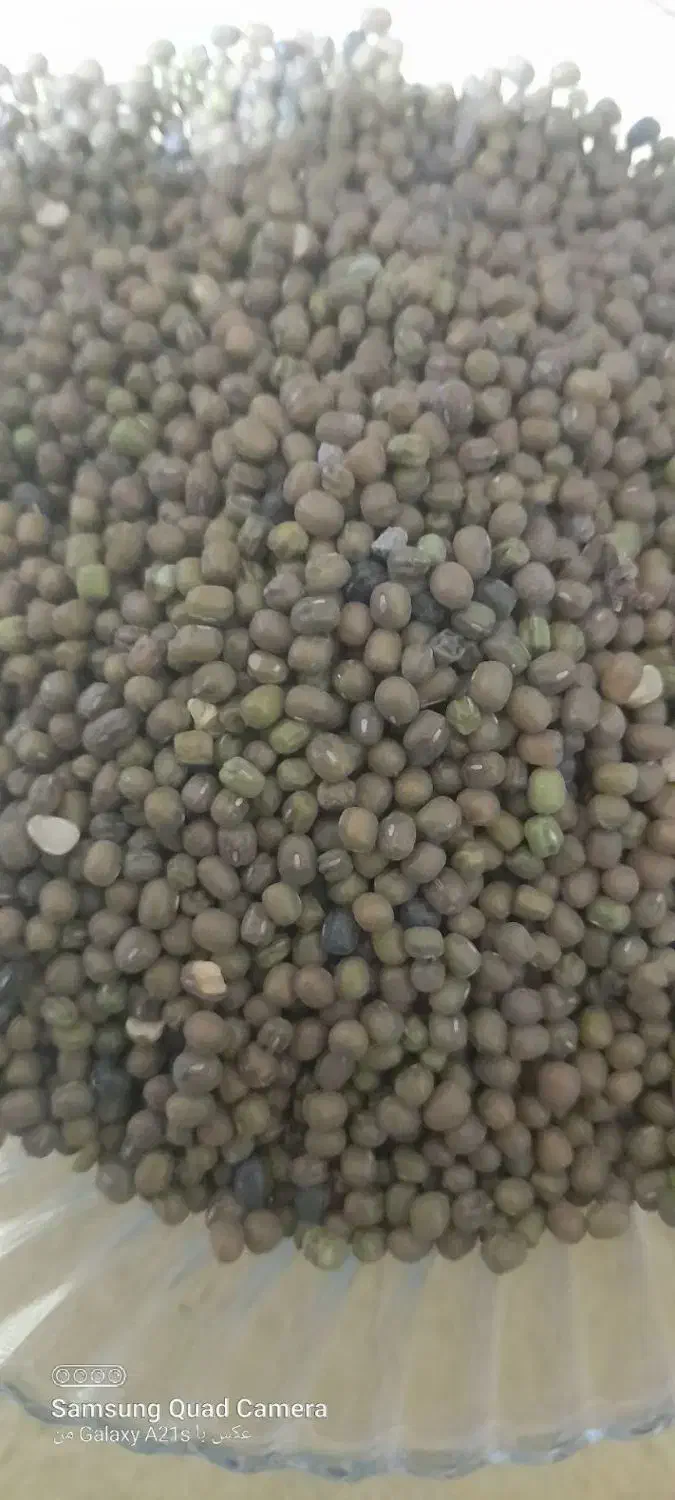 ماش درجه یک خوش پخت ارتشی|خوردنی و آشامیدنی|چگنی, |دیوار