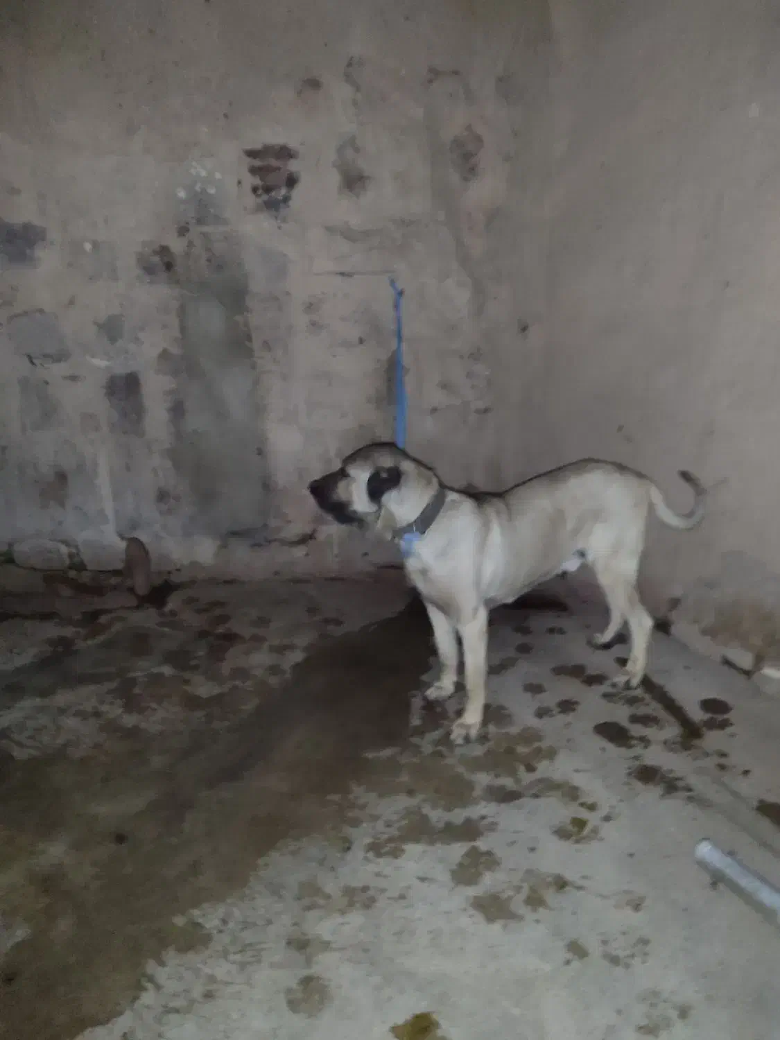 سگ سرابی|سگ|ترکمانچای, |دیوار