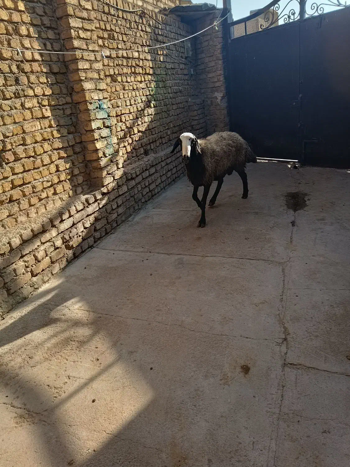 گوشتالو|حیوانات مزرعه|فردیس, شهرک ناز|دیوار