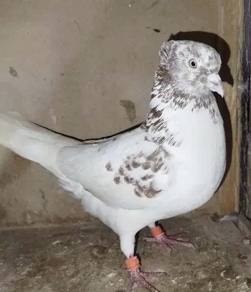 کفتر پرشی کاکلی|حیوانات|تهران, جوادیه تهرانپارس|دیوار