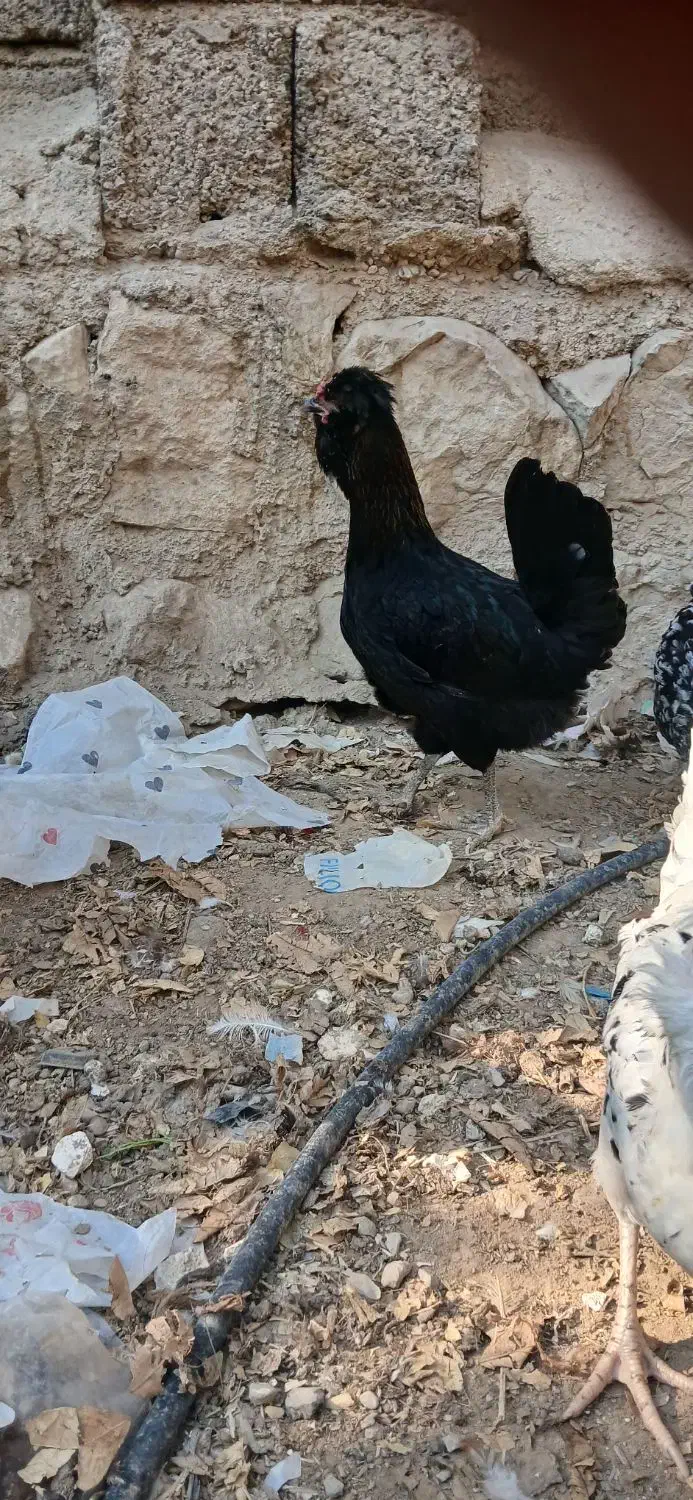 مرغ وخروس ریشی.بندردیر|حیوانات مزرعه|بندر دیر, |دیوار
