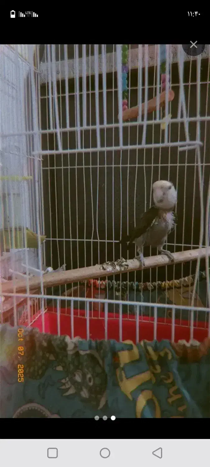 رام و دستی|پرنده|مریوان, |دیوار